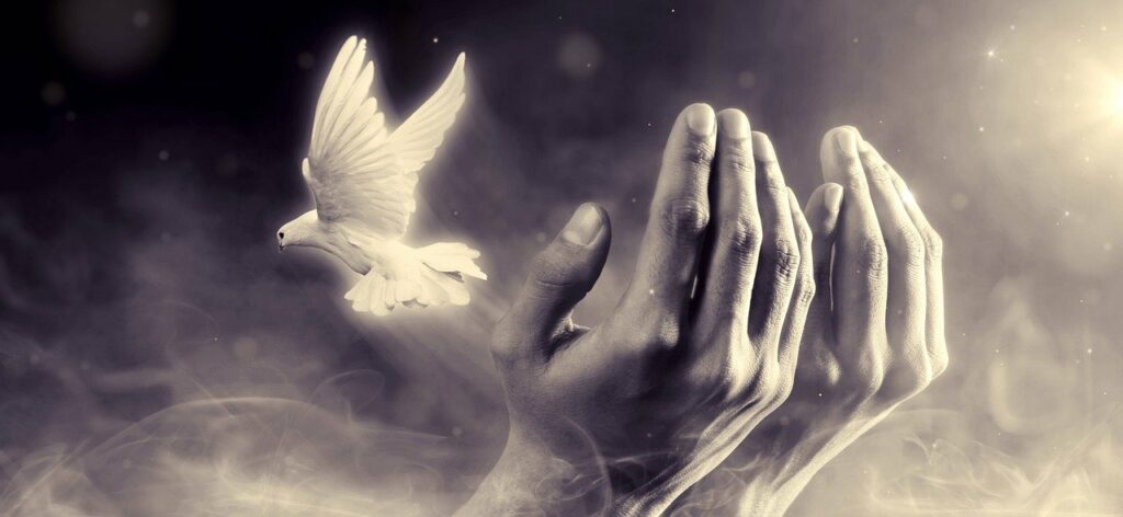 dove, hands, peace-7049205.jpg
